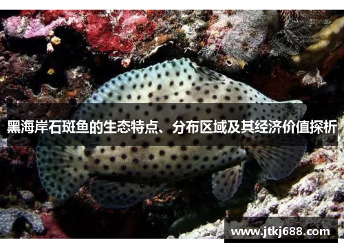 黑海岸石斑鱼的生态特点、分布区域及其经济价值探析